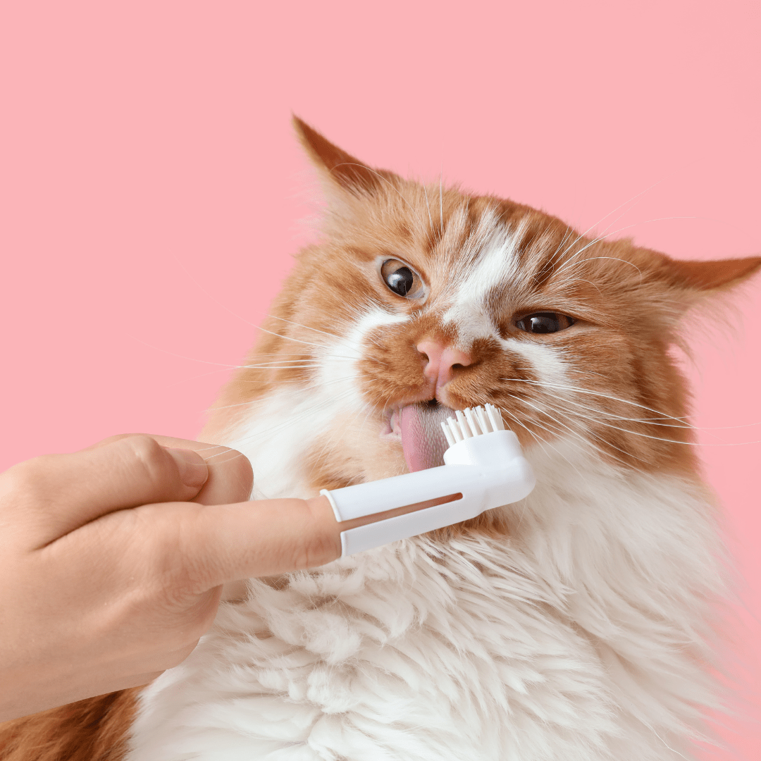 Dental Hygiene - Coco & Harley
