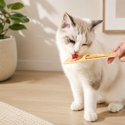 Cat licking foor from a sqeeze spoon in a neutral living room