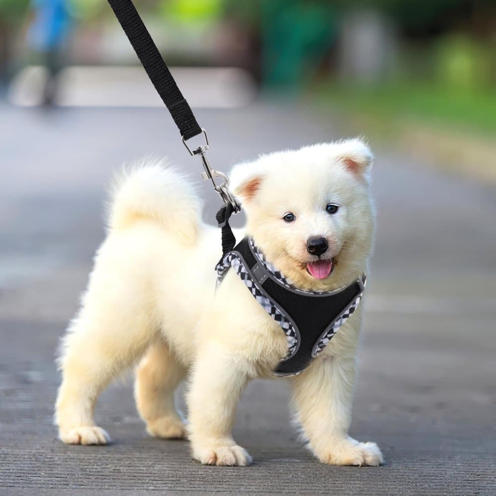 Adjustable Cat Harness with Leash