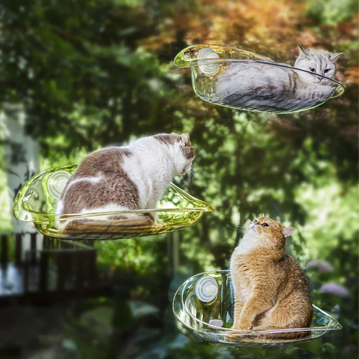 Cat Clear Window Perch