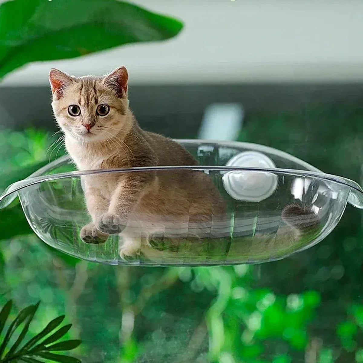 Cat Clear Window Perch