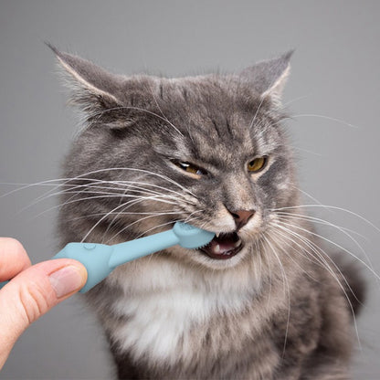 Grey cat being shown a blue cat toothbrush by a person against a gray background