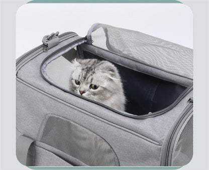 Cat peeking out from a grey soft pet carrier with a light blue border
